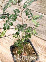 Image result for Xylopia lukei
