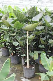 Check spelling or type a new query. Colocasia Coffee Cups Johnson Nursery Corporation