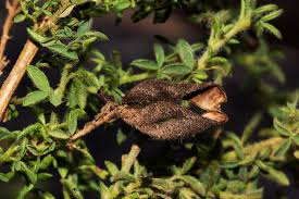 Image result for Adenocarpus mannii