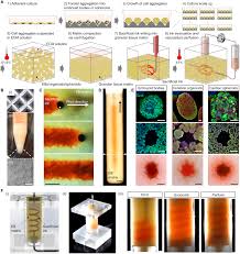 Blue falcon award template : Biomanufacturing Of Organ Specific Tissues With High Cellular Density And Embedded Vascular Channels Science Advances