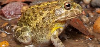 Image result for Pycreus africanus