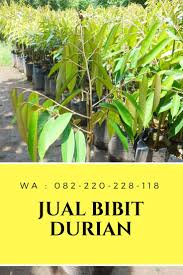 Baru Hp Wa 0822 2022 8118 Jual Bibit Durian Musang King Di Asmat Agen Bibit Durian Di Biak Numfo Musang Ide Berkebun Tanaman
