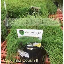 Casuarina Glauca Cousin It Ground Cover Architectural Plants Plant Sale