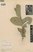 Image result for Pseudoeriosema andongense