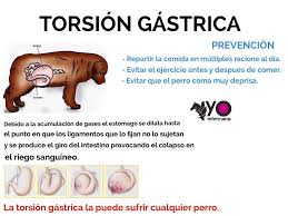 Image result for torsion gastrica