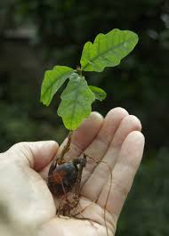 Image result for oak sapling