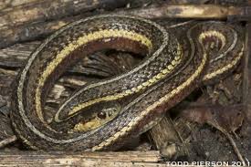 Got questions about illinois wildlife? Butler S Gartersnake Thamnophis Butleri Indiana Herp Atlas