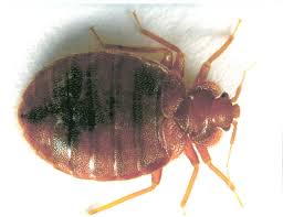 South america and north america. Pest Control Sacramento County Ca