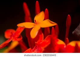 Image result for Pavetta rwandensis