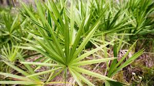 Besides, saw palmetto is also thought to decrease the dht uptake by hair follicles and decrease dht binding to the receptors present in the hair. Saw Palmetto Benefits Side Effects And Dosage