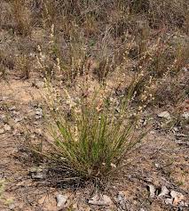 Image result for Eragrostis plana