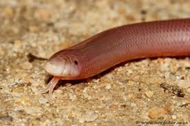 Check spelling or type a new query. Krista Koeller On Twitter For Worldsnakeday I Want To Tell You About The Cutest Snakes Blind Snakes These Lil Guys Split Off From The Snakes You Normally Think Of In The Mid