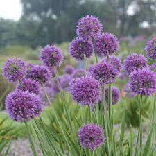 Allium Lavender Bubbles Ornamental Onion Blooms Late Summer Bulb Flowers Allium Flowers Planting Bulbs