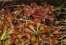 Image result for Drosera dielsiana