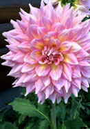 Avoid fertilizers too high in nitrogen which could encourage luxurious foliage at the expense of the blooms. Dahlias For Hot Nights