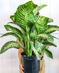 Buy Dieffenbachia Amoena Tropic Snow Dumb Cane Free Shipping Over 100