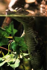 Baby Saltwater Crocodile Saltwater Crocodile Reptile Park Reptiles And Amphibians