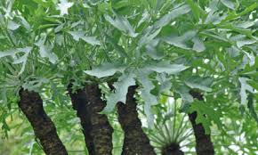 Image result for Stadmannia oppositifolia