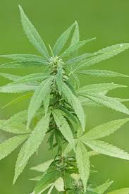 Image result for Cannabaceae