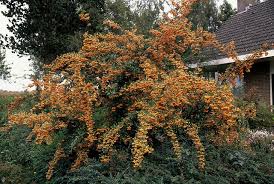 Image result for Pyracantha coccinea golden charmer