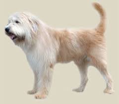 A sheepdog of korean descent, the sapsali is one of four dog breeds native to that country; Sapsali