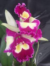 Orquidea Cattleya Rlc Blc Chinese Beauty Caprichosa