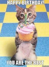 Sweet Happy Birthday Cat Memes Feliz Cumpleanos Gatos Feliz Cumpleanos Sobrino Imagenes Feliz Cumpleanos Chistoso
