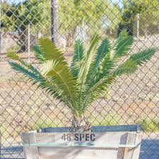 Image result for Dioon