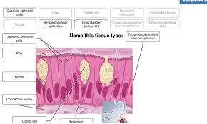 They are present in the walls of the stomach and small intestine for the both types have simple and stratified epithelial tissues. Vlew Previous Atten Simple Simple Squamous Chegg Com