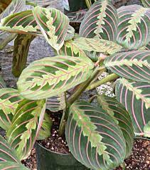 Sottobosco della foresta equatoriale del brasile e della guyana. Maranta Marantaceae Come Curare E Coltivare Le Nostre Maranta Www Elicriso It
