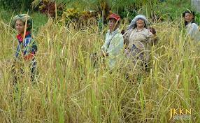 Adat resam kaum iban secara tradisi kehidupan masyarakat iban diatur oleh adat mereka yang amat rapat berkait dengan sostem pertanian berhuma (bumai) padi. Jkkn Pemetaan Budaya Adat Resam