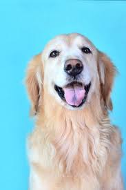 Cute Golden Retriever Dog Smiling On Blue Background Goldenretriever In 2020 Golden Retriever Dogs Golden Retriever Retriever