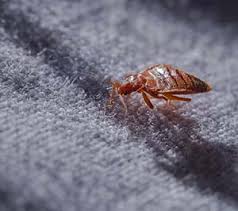 Image result for bed bugs eggs