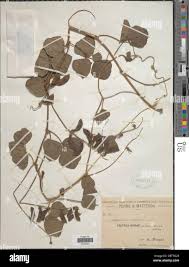 Image result for Rhynchosia caribaea