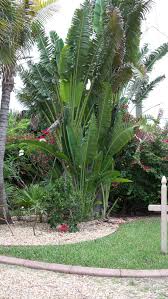 White Bird Of Paradise Images White Bird Of Paradise Pool Landscaping Tropical Garden Garden