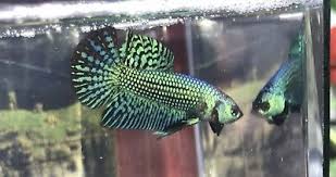 Imported Wild Betta Mahachai Hybrid Usa Seller Seller Dangis300 In Usa Betta