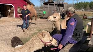 Yes there is a small camel in the picture.it is located on the south east. Snakes Camels And Kangaroos Mississippi Woman Lives For The Animals