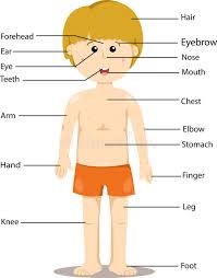 The full report from the ipc is available for viewing at this link. Parts Of The Body Stock Illustration Illustration Of Human 21767394