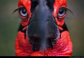 Pin By Elly Hundgens On Mundo Animal Beautiful Birds Pretty Birds Bird