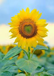 Kessww Turizm I Otdyh On Twitter Sunflower Photography Sunflower Pictures Sunflower Garden