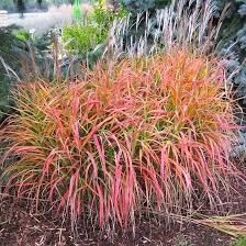 Image result for Miscanthus violaceus