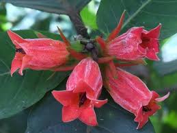 Image result for Pomaria burchellii