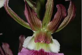 Image result for Otomeria elatior