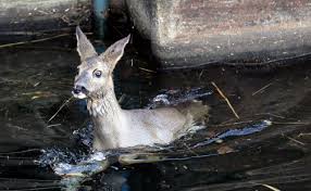 (4476) maak je peuter bekent met de baby die komen gaat door kleurplaten te kleuren, zodat ze alvast wat bezig zijn met de. Uitgeput En Koud Hertje Gered Uit Zuid Willemsvaart In Den Bosch