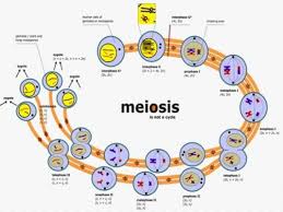 Pembelahan mitosismenghasilkan dua sel anakan, hal ini terjadi pada seleukariotik. Pembelahan Sel Jenis Mitosis Meiosis Perbedaan Fungsi