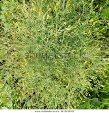 Image result for Schkuhria pinnata