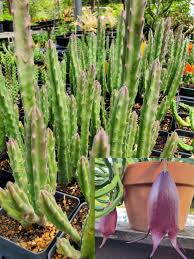 Image result for Stapelia leendertziae