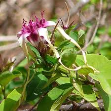 Image result for Strophanthus sarmentosus