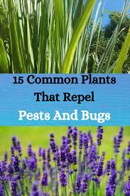 It also helps keep bugs away from roses. 15 Common Plants That You Probably Didn T Know Repel Pests And Bugs Plants Diy Life Hacks Container Gardening Vegetables