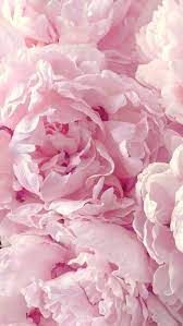 February 14, 2021march 8, 2020 by admin. Pretty Flower Wallpaper Iphone Backgrounds The Best Beautiful Flower Wallpaper Aesthetics And Sp Peony Wallpaper Pink Wallpaper Iphone Flower Iphone Wallpaper